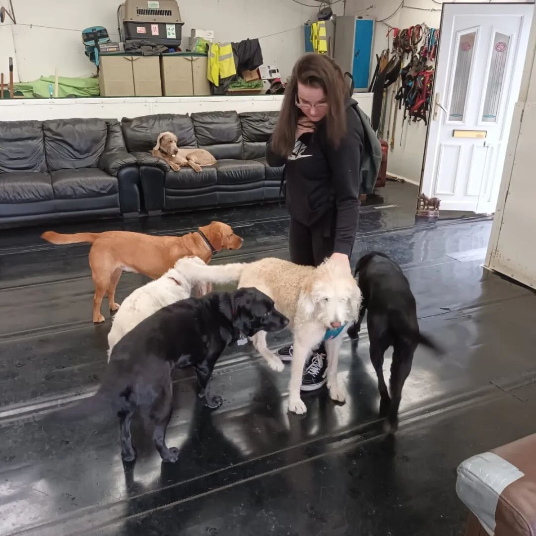 Maya's visit to Doggy Day Care in Gorebridge 🐶

✴️ Lots of cuddles 🐕 
✴️ Taster of working in the animal care sector 🐾

Maya is working with our Independent Living Support Worker Stevie!

#S4L #Homemaker #IndependentLiving #AnimalCare #DogsOfInsta
